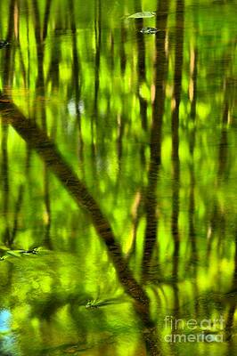 Wall Art - Photograph - Tree Reflections by Adam Jewell