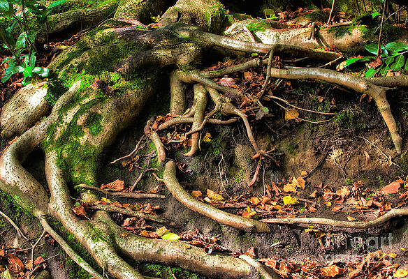 Wall Art - Photograph - Tree roots escaping by Simon Bratt
