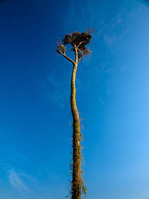 Tree by Suriya Labuasarn