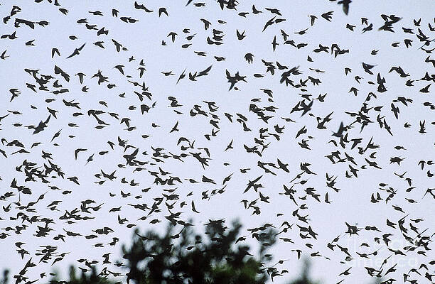 Wall Art - Photograph - Tree Swallows In Flight by James L. Amos