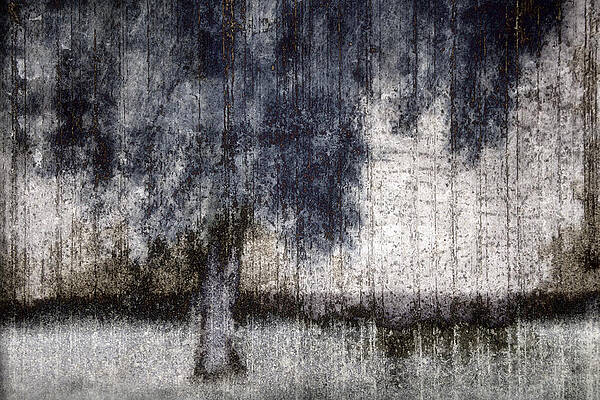 Wall Art - Photograph - Tree Through Sheer Curtains by Carol Leigh