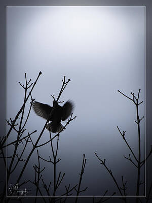 Wall Art - Photograph - Tree Top Landing by Glenn Feron
