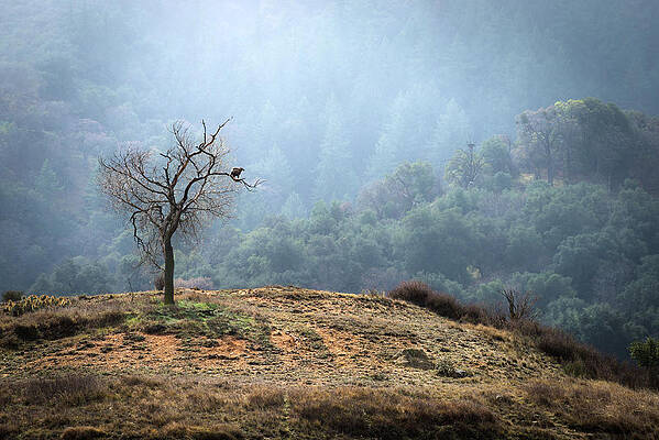 Wall Art - Photograph - Tree with Golden Eagle by Alexander Kunz