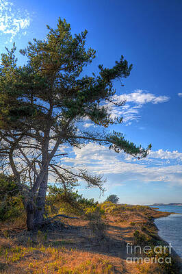 Wall Art - Photograph - Treebay by Mathias