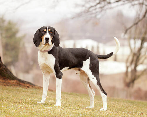 Wall Art - Photograph - Treeing Walker Coonhound Standing On by Kerri Wile