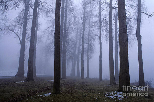 Trees along Greenlake in fog by Jim Corwin