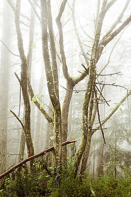 Trees and Moss 2 by D Scott Clark Trees and Moss 2 by D Scott Clark
