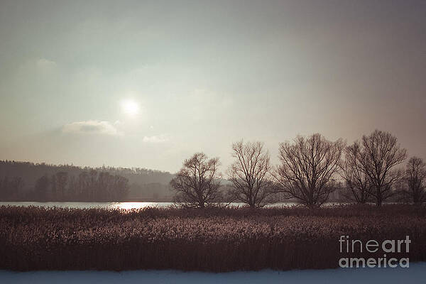 Wall Art - Photograph - Trees and Reed I. by Alexander Kunz