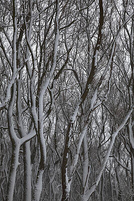 Trees covered with snow. by IMAVIEW Photo and Design Trees covered with snow. by IMAVIEW Photo and Design
