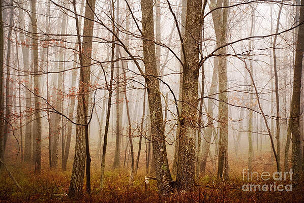 Wall Art - Photograph - Trees I by Debra Fedchin