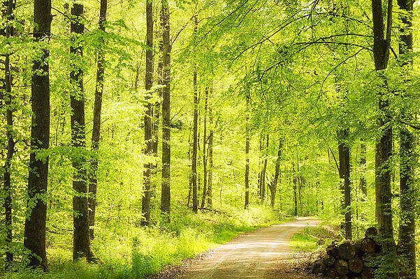 Wall Art - Photograph - Trees in bright green forest in spring by Matthias Hauser