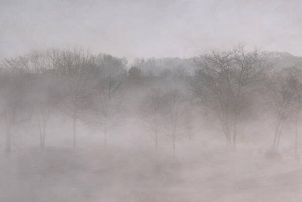 Wall Art - Photograph - Trees in Fog by Carol Erikson