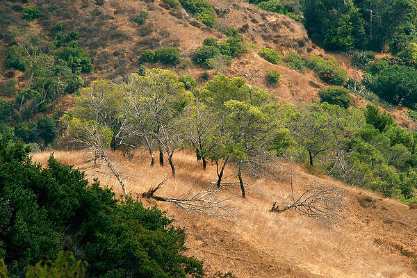 Trees in Griffith Park by Steve Tracy Trees in Griffith Park by Steve Tracy