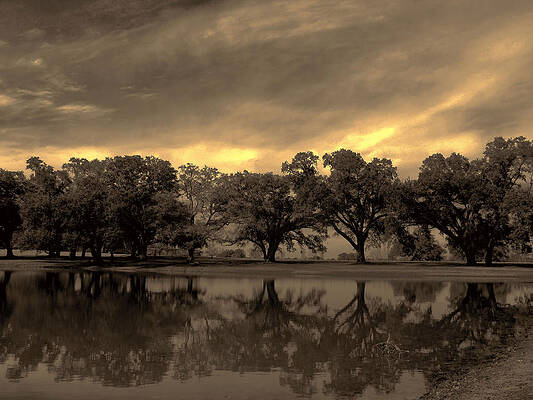 Trees in Sepia by Leapdaybride Trees in Sepia by Leapdaybride