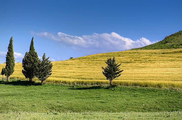 Trees by Mohamed Aouichi