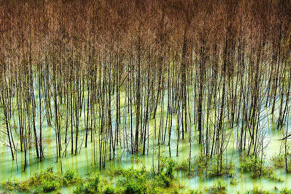 Wall Art - Photograph - Trees Near Mt. St. Helens by Niels Nielsen