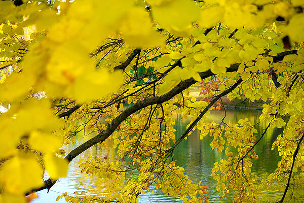 Trees of Central Park 3 by Guy Hoffman Trees of Central Park 3 by Guy Hoffman