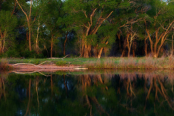 Wall Art - Photograph - Trees of the Lake by Darren White