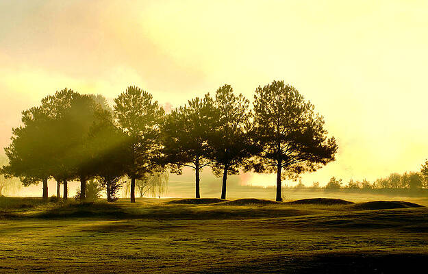 Trees on the Green by Mitford Fontaine Trees on the Green by Mitford Fontaine