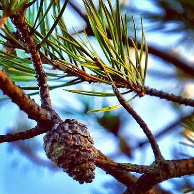 Wall Art - Photograph - #trees #randombranchiness #nature by Elisabeth  Ostreng