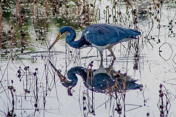 Tricolor Heron ReflectIon by Charles Moore Tricolor Heron ReflectIon by Charles Moore