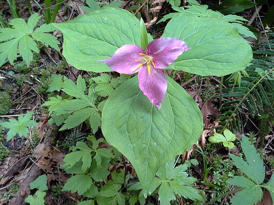 Trillium ovatum - Woodard Bay Series by Steve Baldwin