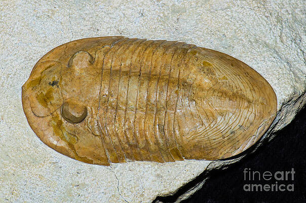 Wall Art - Photograph - Trilobite Platyurus Fossil by Millard H. Sharp