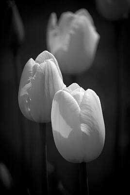 Tulips in Black and White by Peggie Strachan Tulips in Black and White by Peggie Strachan
