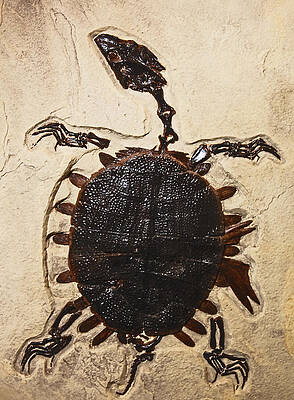 Wall Art - Photograph - Trionyx Turtle Fossil by Millard H. Sharp