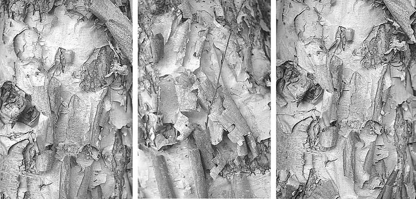 Triptych of Curling Tree Bark In Black and White with a White Background by Suzanne Powers Triptych of Curling Tree Bark In Black and White with a White Background by Suzanne Powers