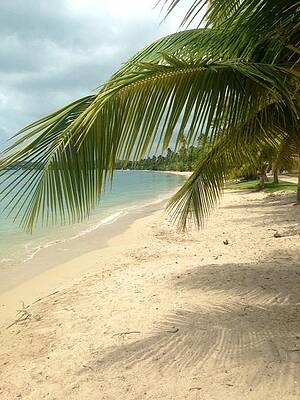 Tropical Beach by Felix Zapata Tropical Beach by Felix Zapata