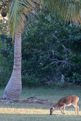 Florida Photograph - Tropical Key Deer by Natural Focal Point Photography
