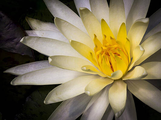 Wall Art - Photograph - Tropical White Water lily by Jean Noren