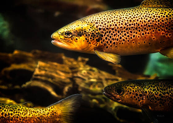 Wall Art - Photograph - Trout swimming in a River by Bob Orsillo