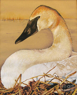 SOLD Trumpeter Swan by Nancy Parsons SOLD Trumpeter Swan by Nancy Parsons