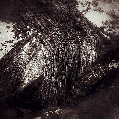 Wall Art - Photograph - Trunk Call --- Check Out More Of My by Mark David Gerson