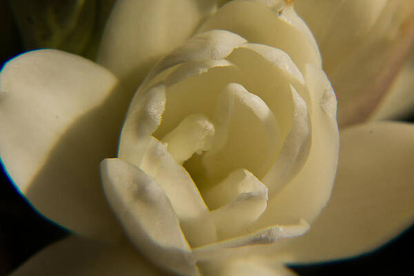 Wall Art - Photograph - Tuberose by SAURAVphoto Online Store