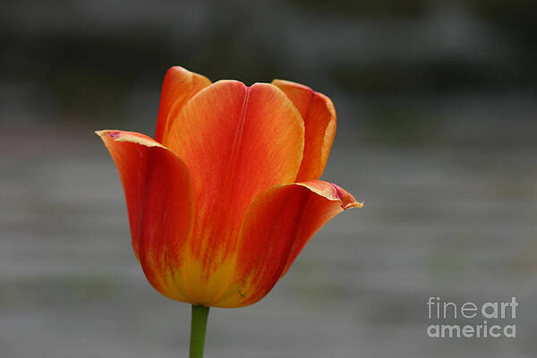 Tulip Collection Photo 5 by Rusty Green Tulip Collection Photo 5 by Rusty Green