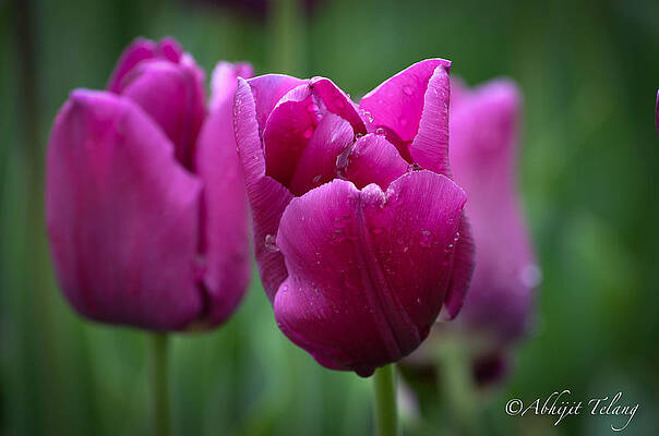 Tulip by Abhijit Telang