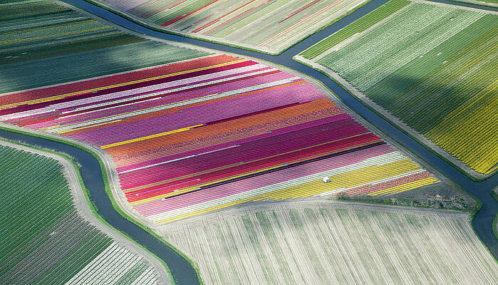 Tulip Fields, Aerial View, South Print by Frans Sellies