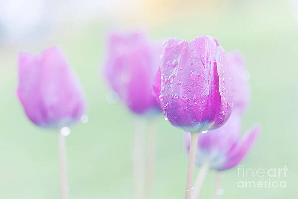 Tulip Fantasy Print