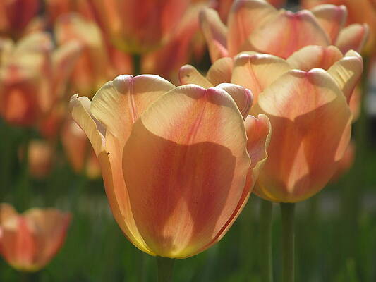 Wall Art - Photograph - Tulip In Spring by Alfred Ng