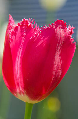 Wall Art - Photograph - Tulip on the gray background by Michael Goyberg