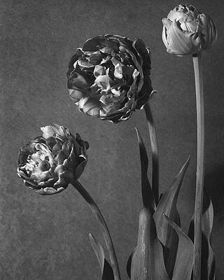 Wall Art - Photograph - Tulip Pensee Roses by Walter Beebe Wilder