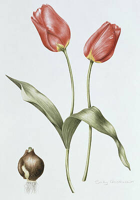 Tulip Paintings (Page #23 of 100) | Fine Art America