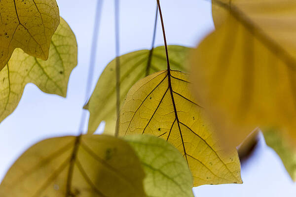 Wall Art - Photograph - Tulip Tree by Deborah Hughes