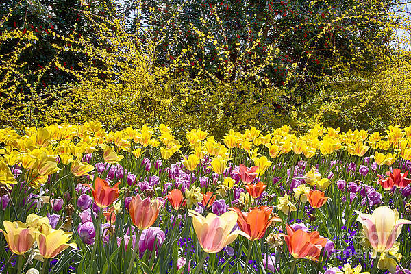 Wall Art - Photograph - Tulips at Dallas Arboretum V19 by Douglas Barnard
