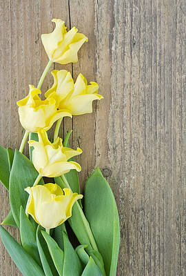 Tulips by Cora Mueller