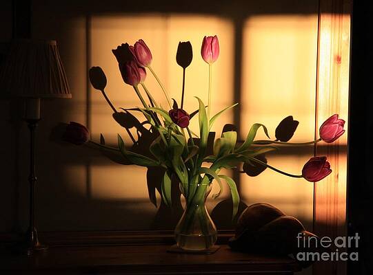 Tulips in evening sun by Simon Fielding