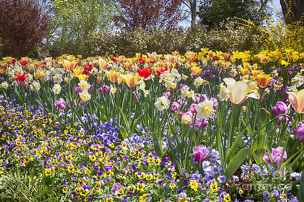 Wall Art - Photograph - Tulips in Spring V2 by Douglas Barnard